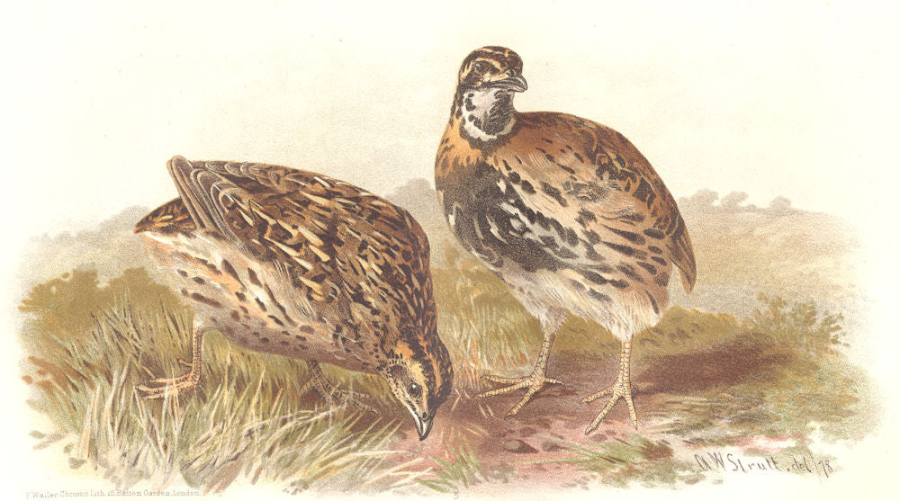 INDIAN GAME BIRDS. Rain Quail (Coturnix Coromandeliea). Chromolitho. FINN 1915